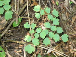 Image of early meadow-rue
