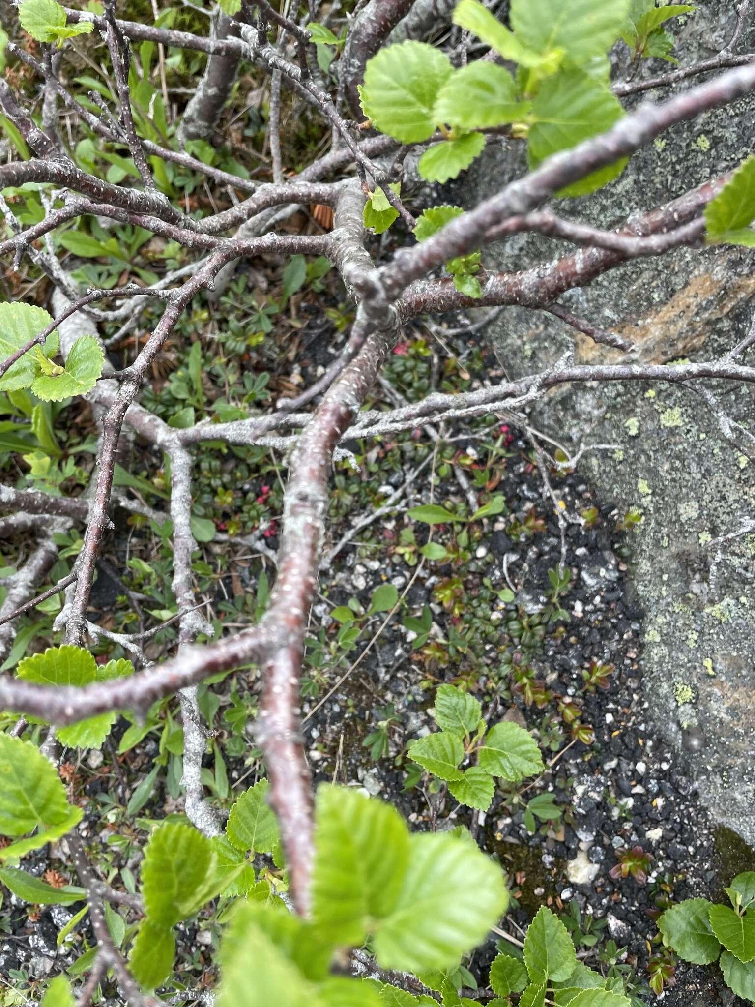 Image of dwarf white birch
