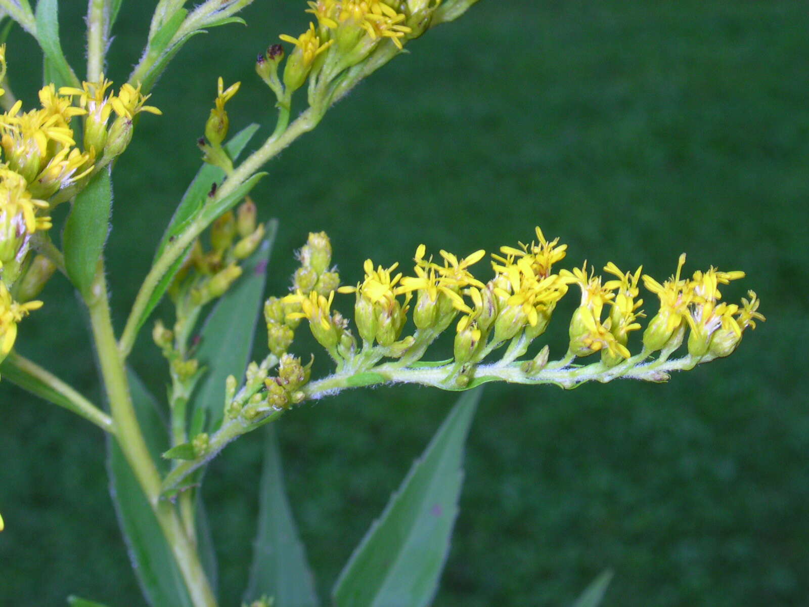 Solidago canadensis L. resmi