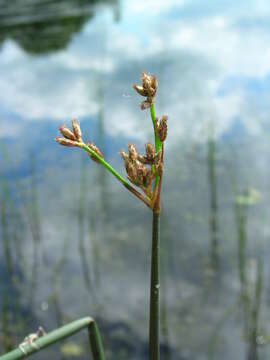 Image of Hardstem bulrush