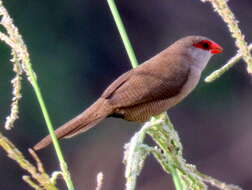 Image de Estrilda astrild tenebridorsa Clancey 1957