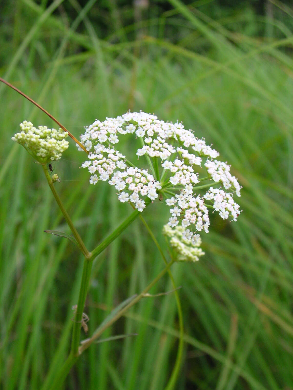 Image of hemlock waterparsnip