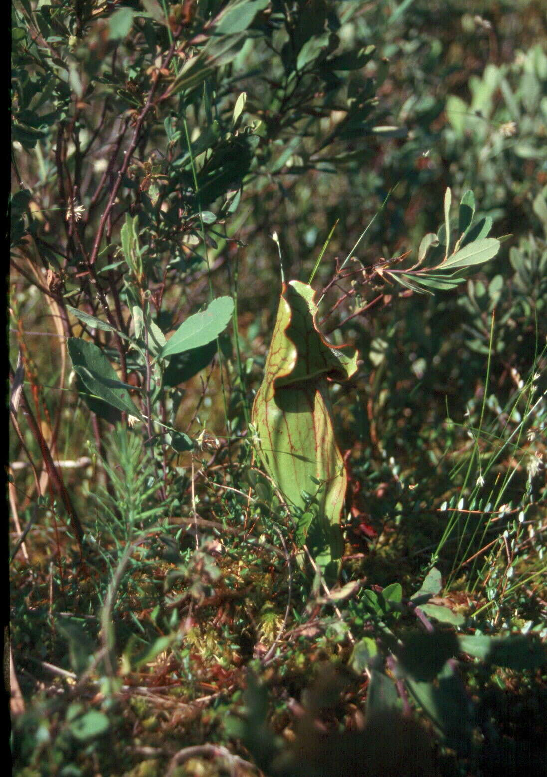 Image of purple pitcherplant