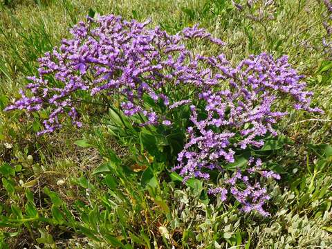 Image of Mediterranean sea lavender