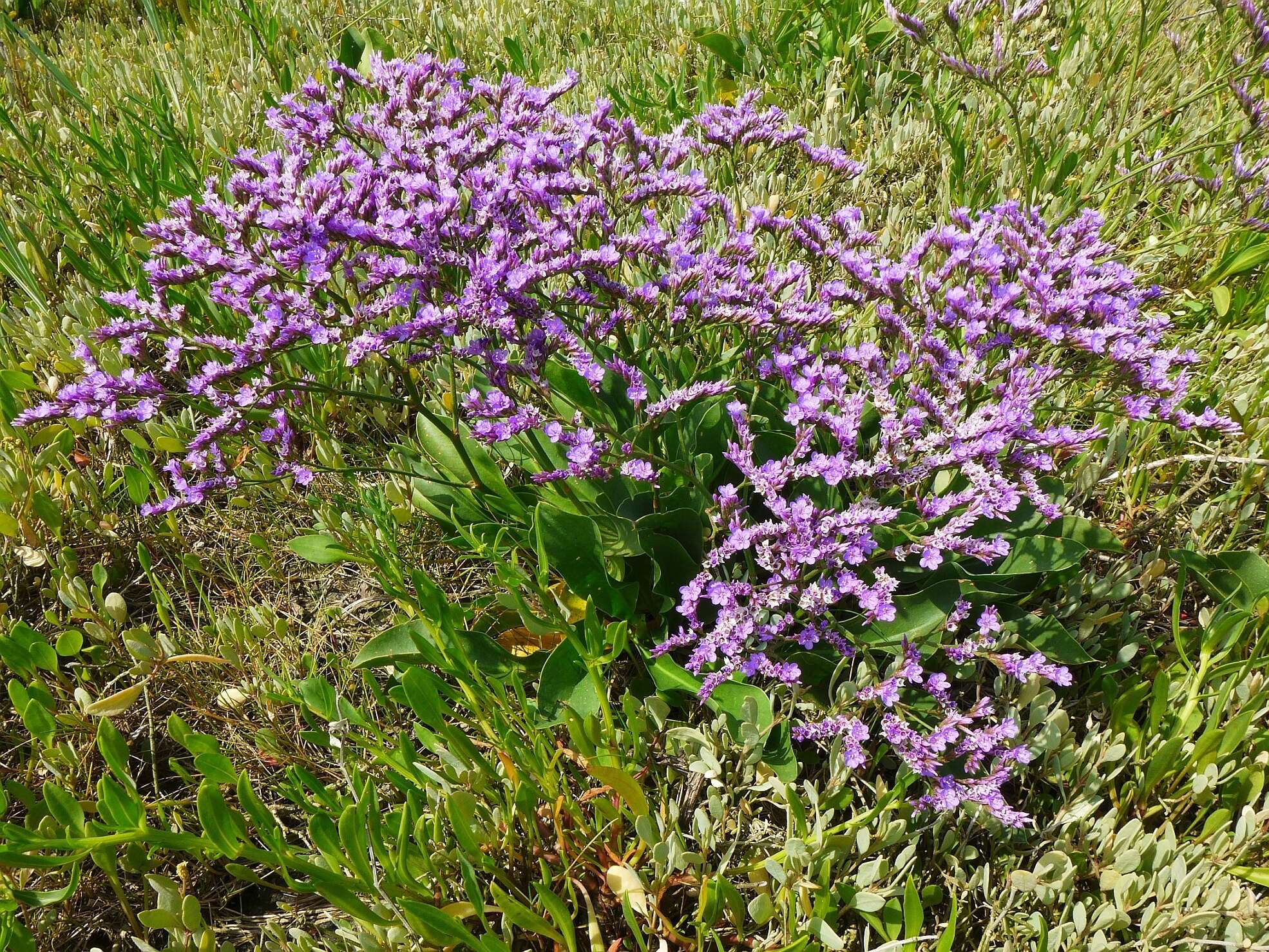 Image of Mediterranean sea lavender