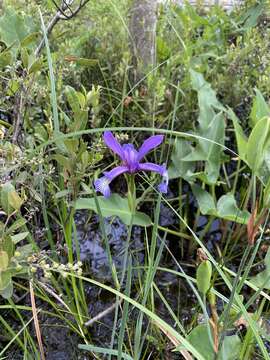 Image de Iris prismatica Pursh