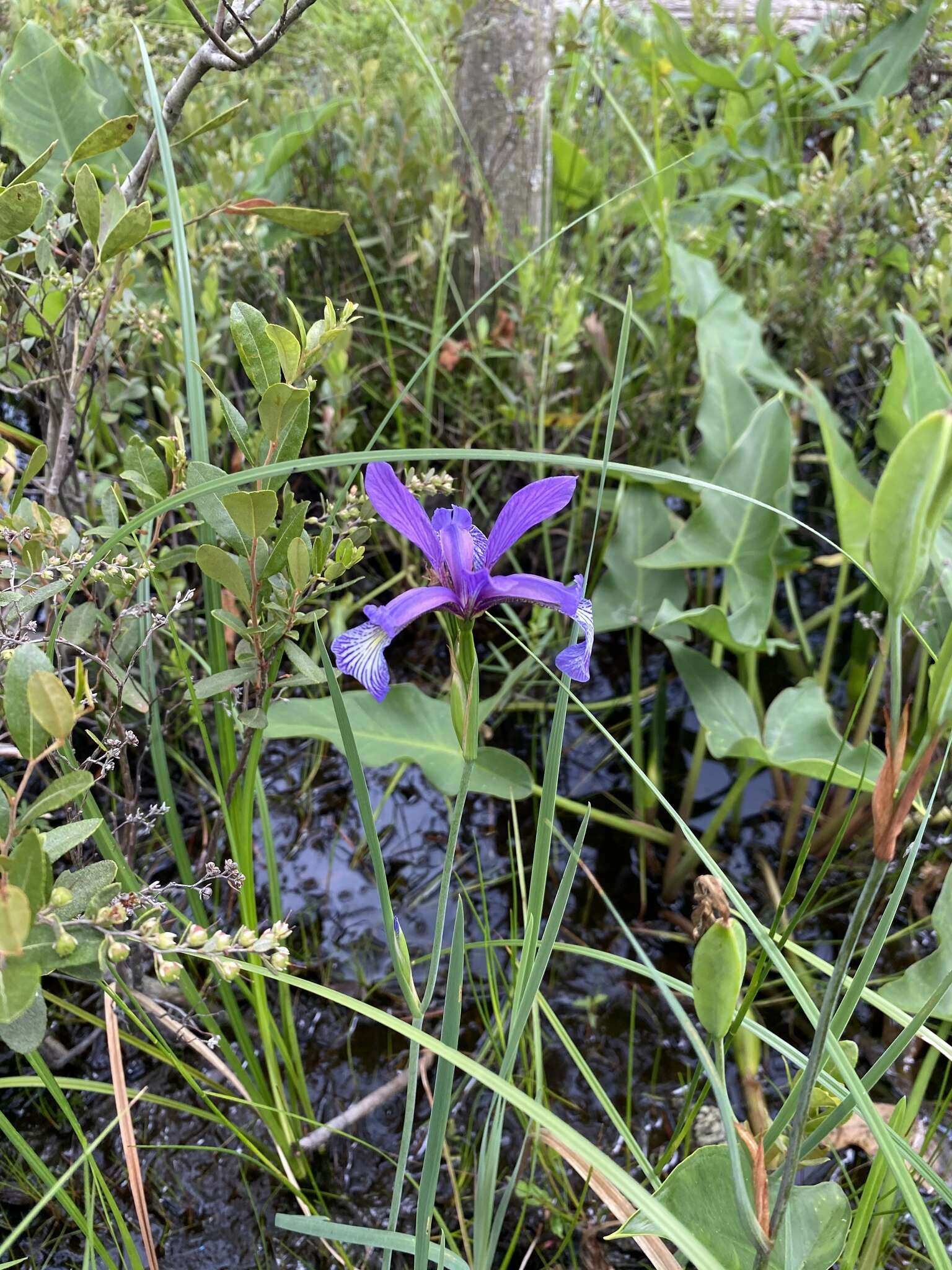 Image de Iris prismatica Pursh