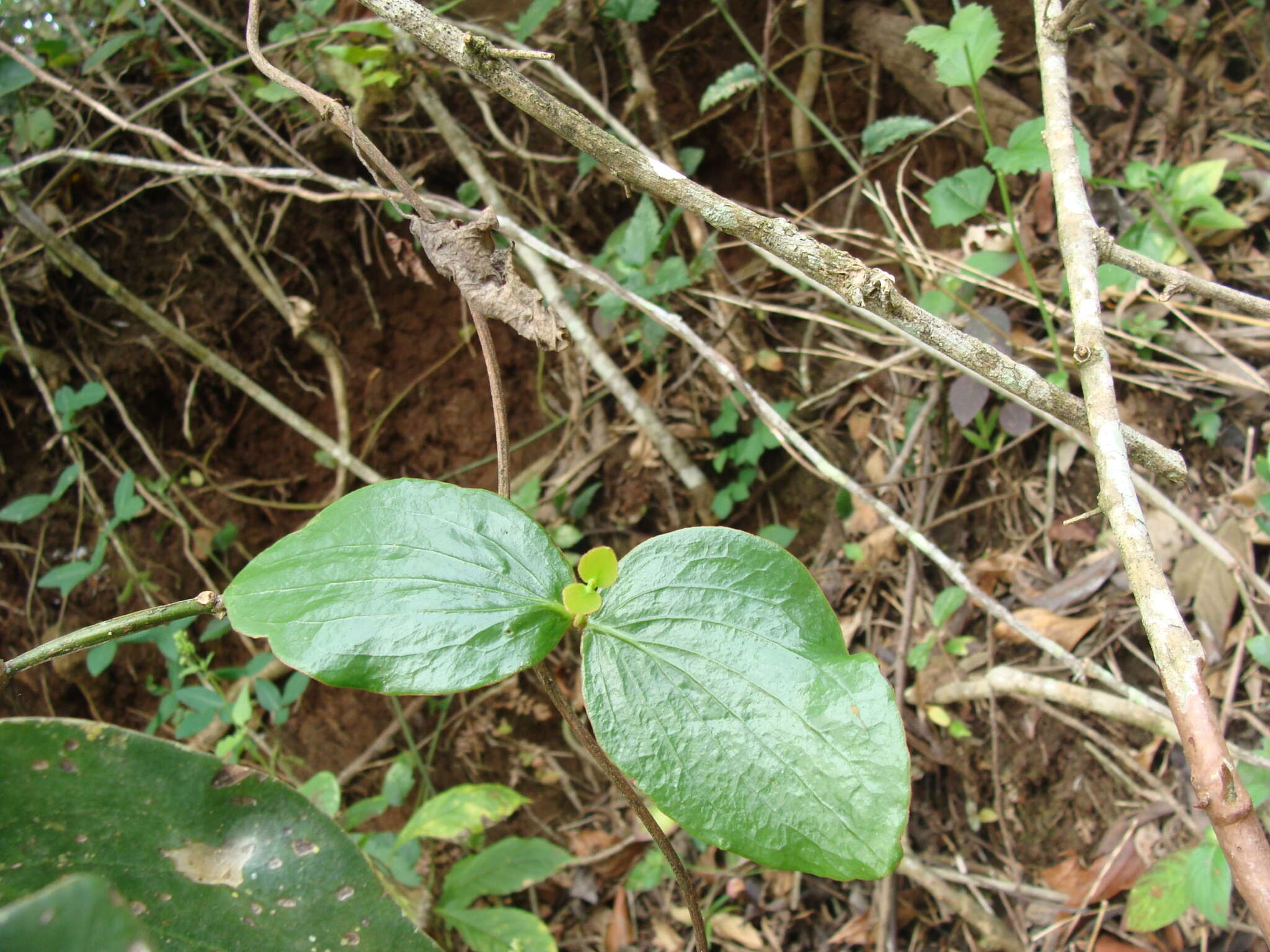 Image of Oryctanthus cordifolius (Presl) Urban