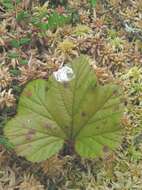 Image of cloudberry