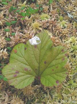 Image of cloudberry