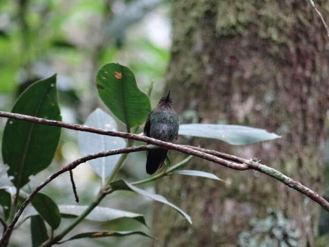 Image of pufflegs