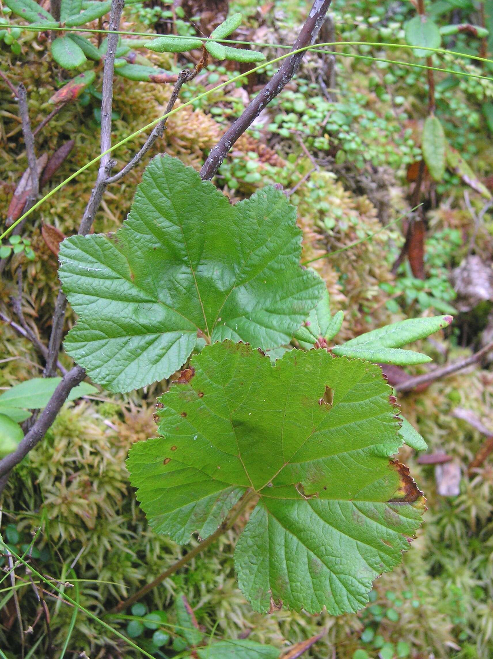 Image of cloudberry