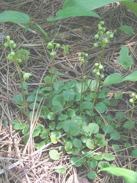 Image of greenflowered wintergreen