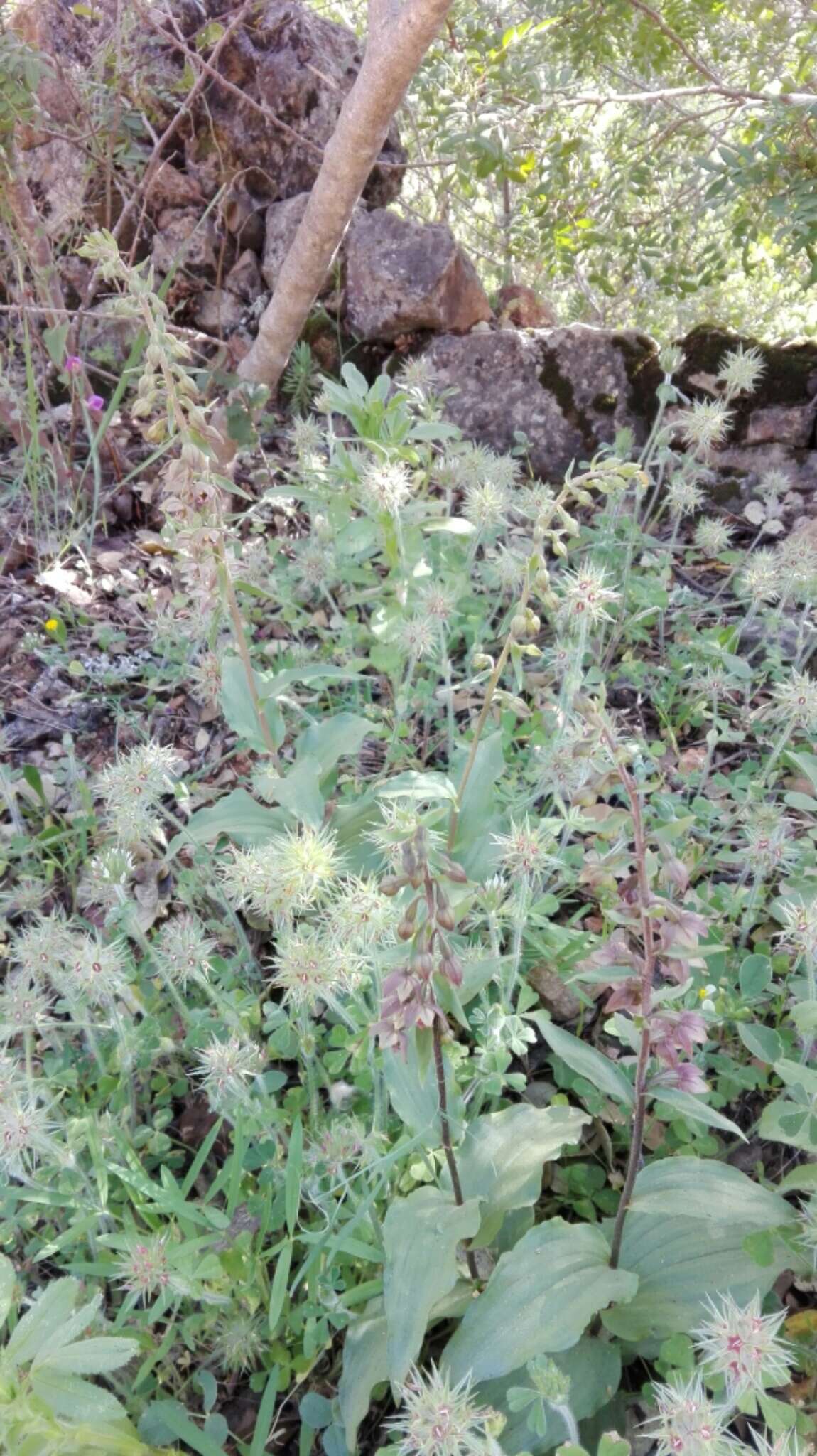 Image of Epipactis lusitanica D. Tyteca