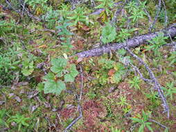 Image of cloudberry