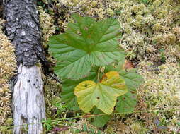 Image of cloudberry