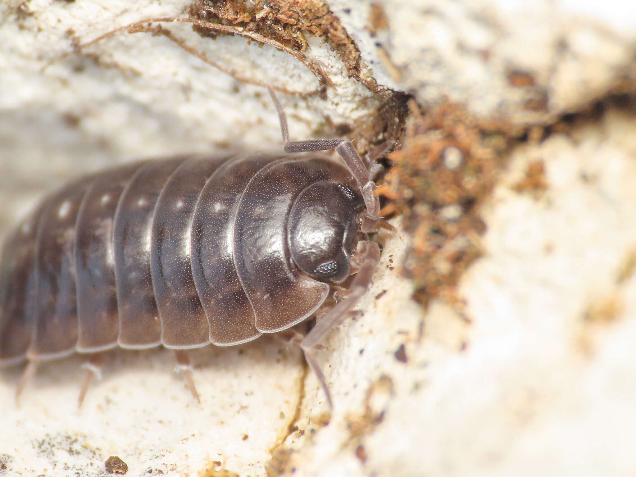 Image of Porcellio glaberrimus Verhoeff 1951