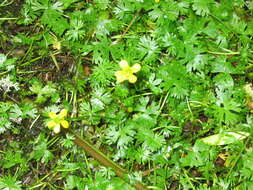 Image of Gmelin's buttercup