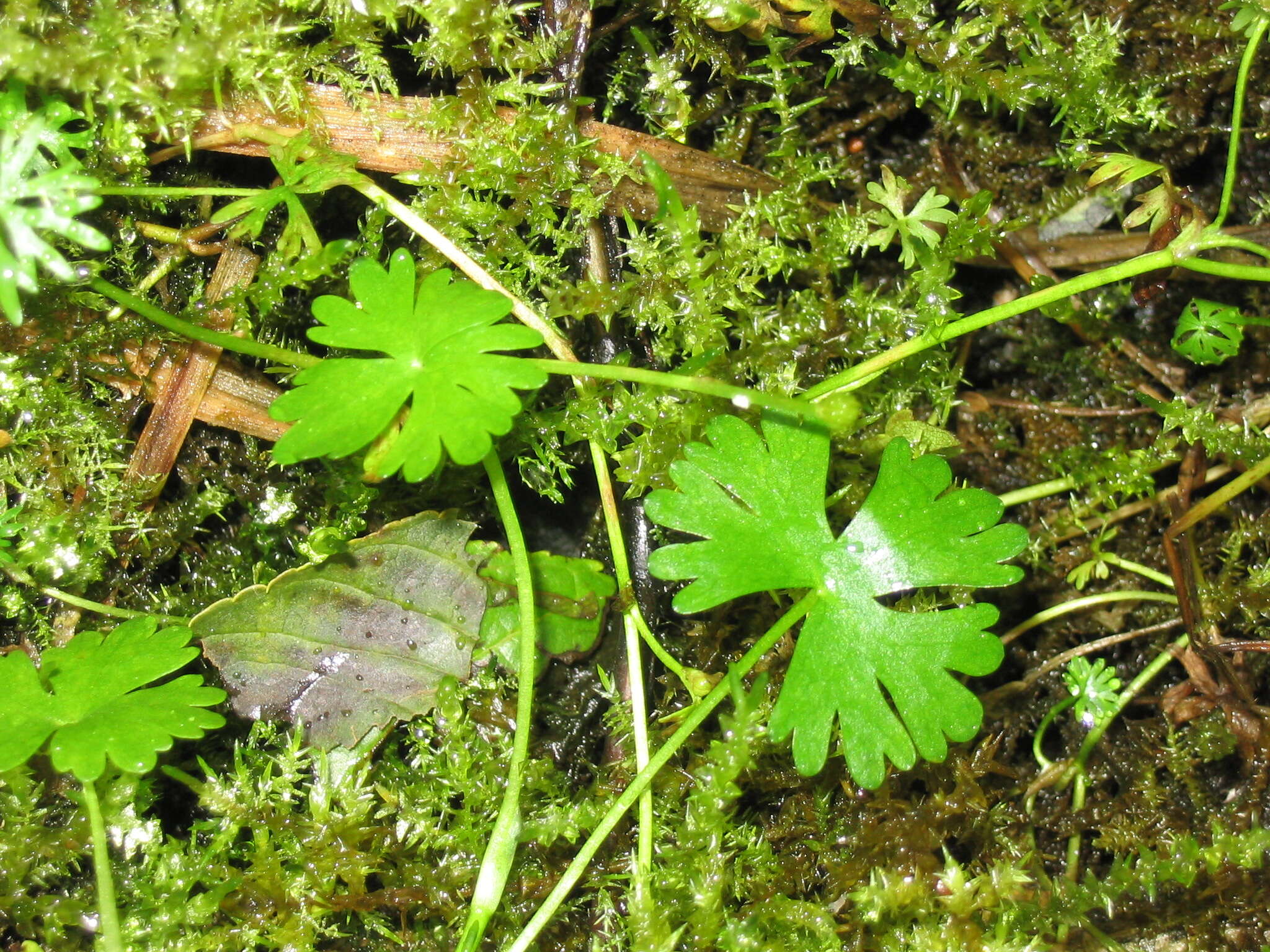 Image of Gmelin's buttercup