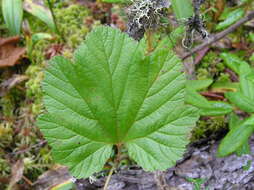 Image of cloudberry