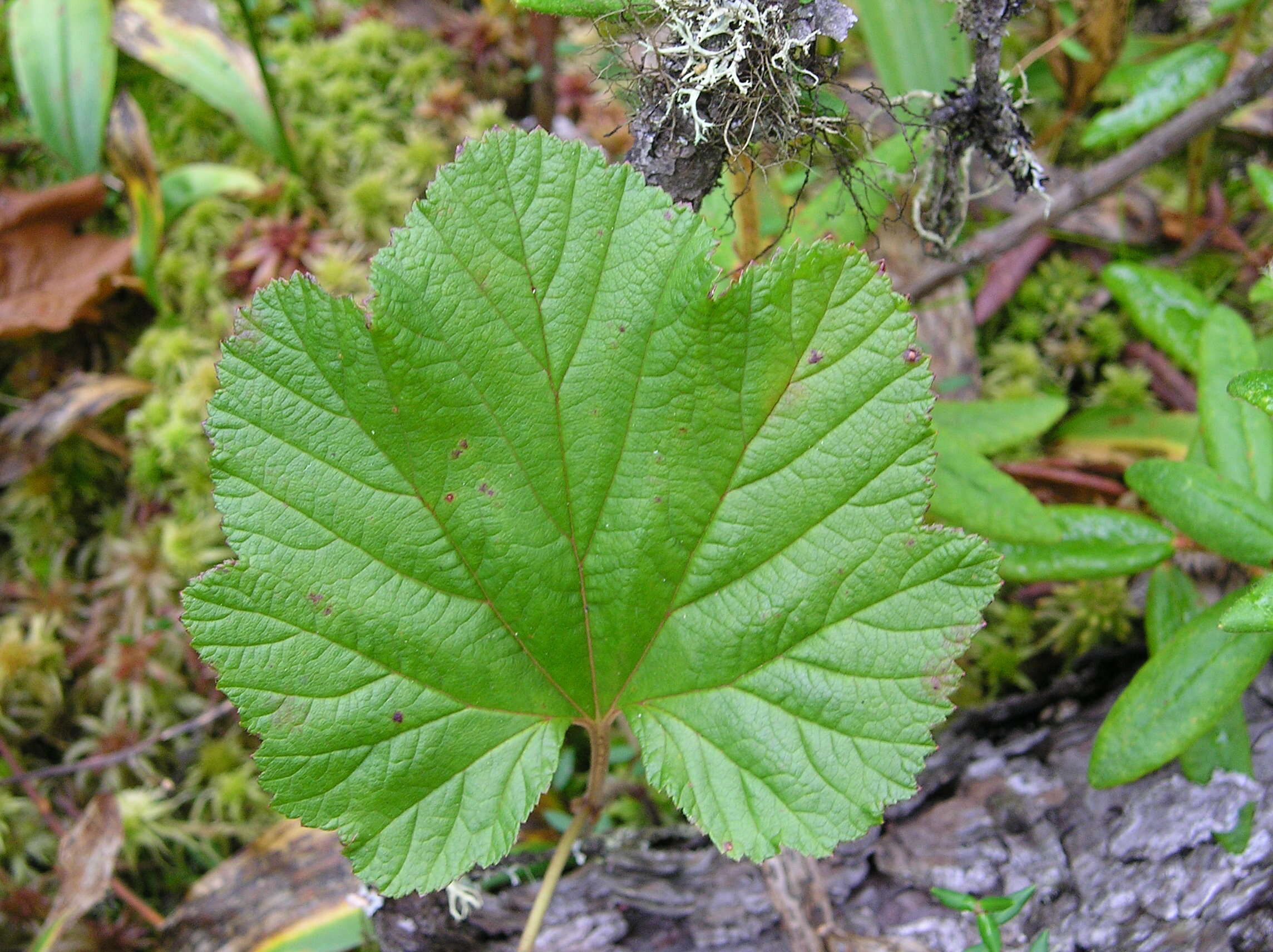 Image of cloudberry