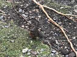 Image of Turdus iliacus coburni Sharpe 1901