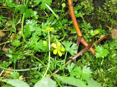 Image of Gmelin's buttercup