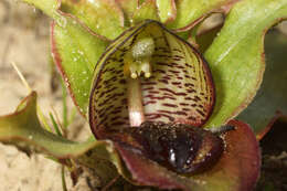 Image of Satyrium pumilum Thunb.