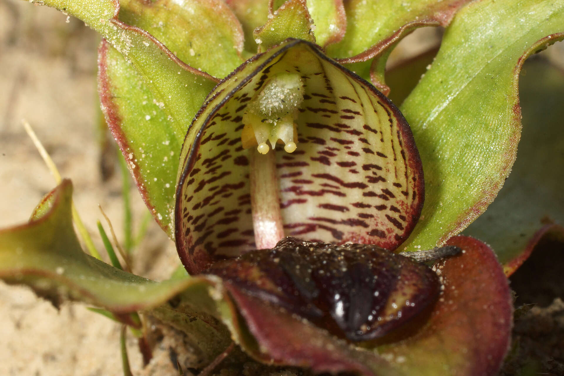 Image of Satyrium pumilum Thunb.