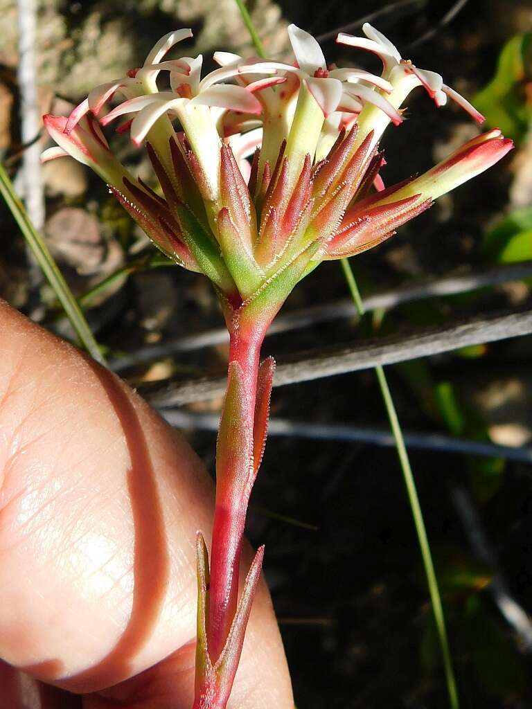 Image of Crassula obtusa Haw.