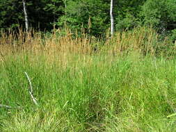 Image of reed canarygrass