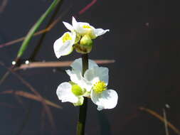 Sagittaria latifolia Willd. resmi