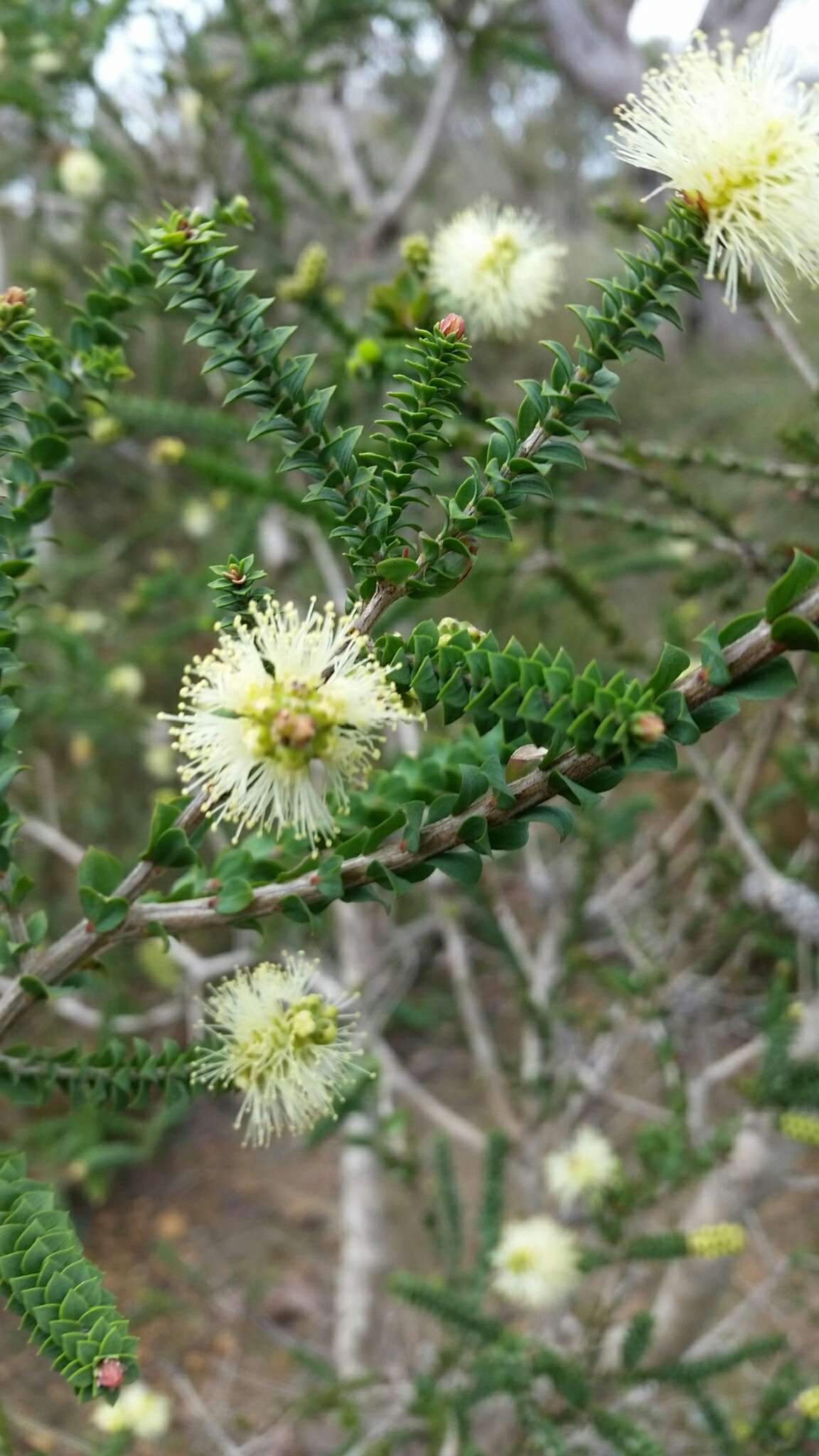 Imagem de Melaleuca densa R. Br.