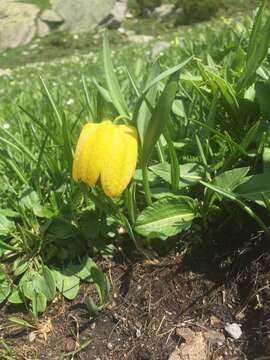 Image of Fritillaria tubaeformis subsp. moggridgei (Boiss. & Reut. ex Planch.) Rix