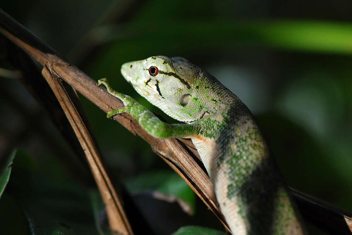 Image of Common Monkey Lizard