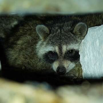 Image of Procyon lotor auspicatus Nelson 1930