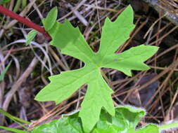 Image of arctic sweet coltsfoot