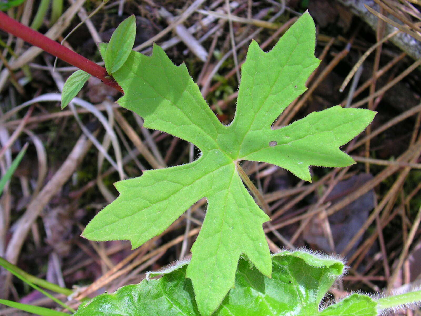 Plancia ëd Petasites frigidus (L.) R. E. Fr.