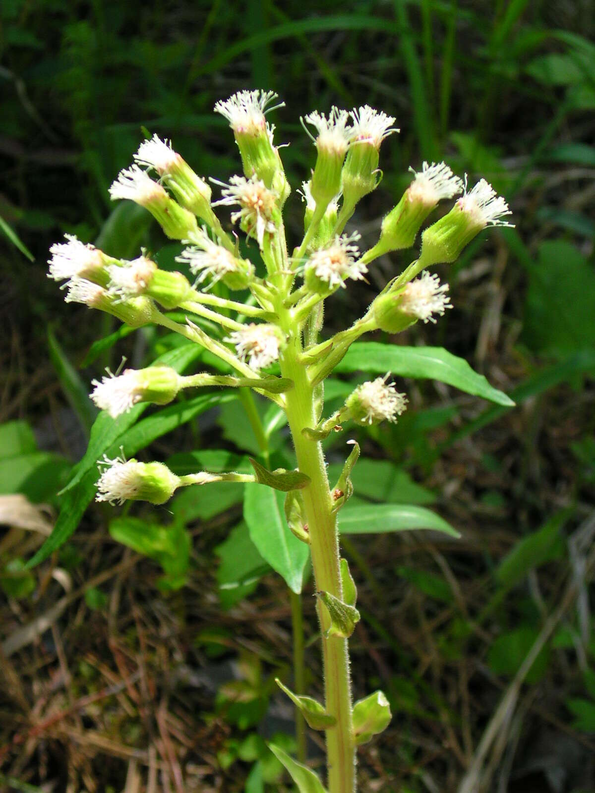 Image of arctic sweet coltsfoot