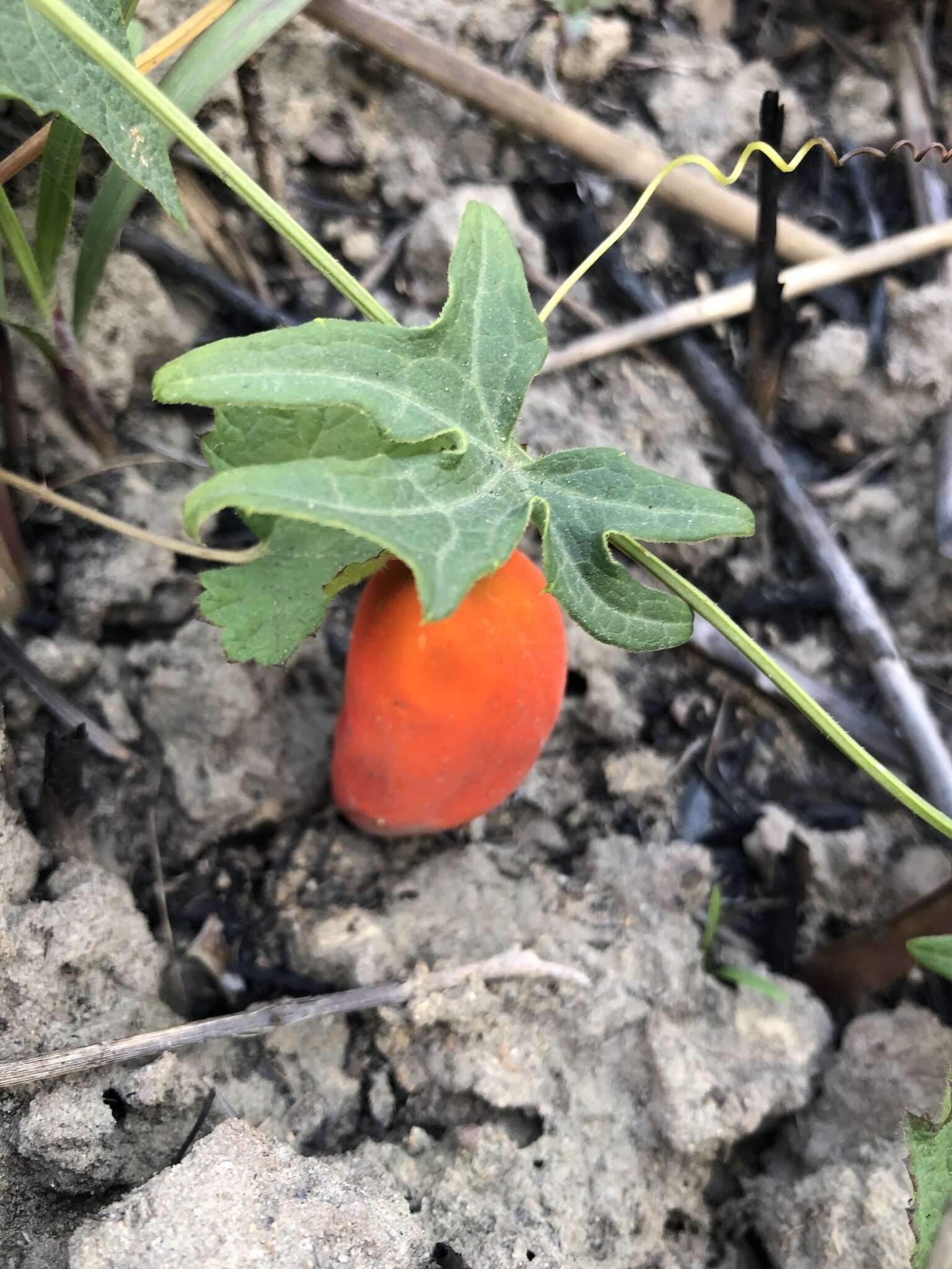 Image of Solena amplexicaulis (Lam.) Gandhi ex Saldanha & Nicolson