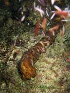 Image of tiger tail sea cocumber