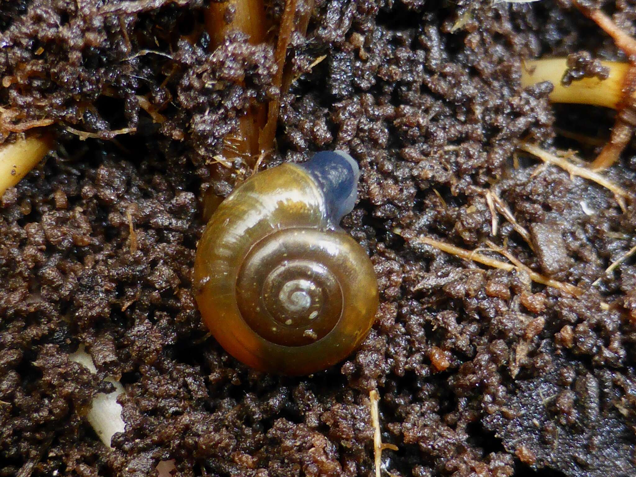 Image of Cellar glass-snail