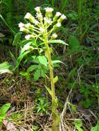 Image of arctic sweet coltsfoot