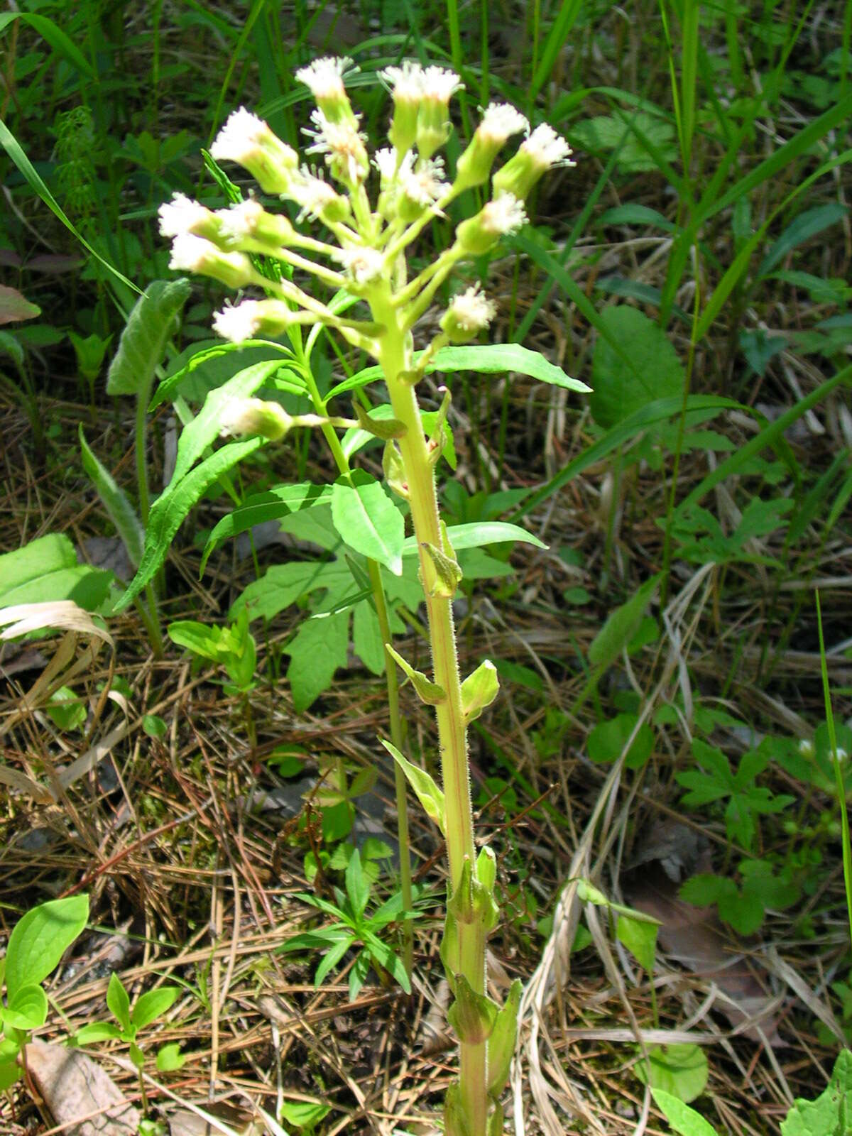 Plancia ëd Petasites frigidus (L.) R. E. Fr.