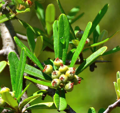 Image de Pyracantha angustifolia (Franch.) C. K. Schneid.