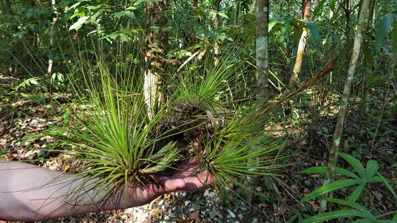 Image of Tillandsia festucoides Brongn. ex Mez