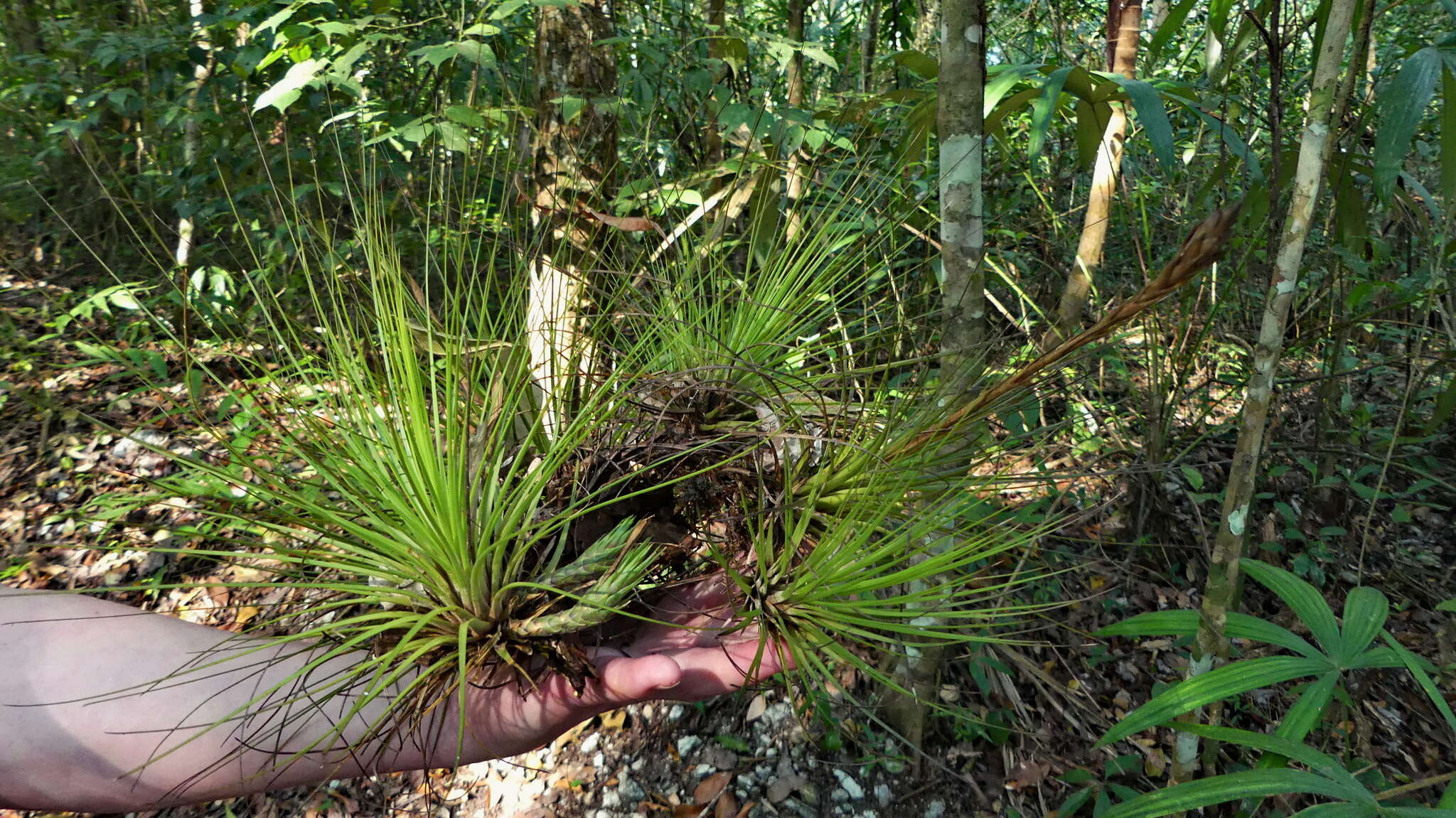 Imagem de Tillandsia festucoides Brongn. ex Mez