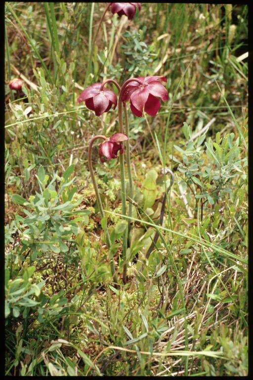 Image of purple pitcherplant