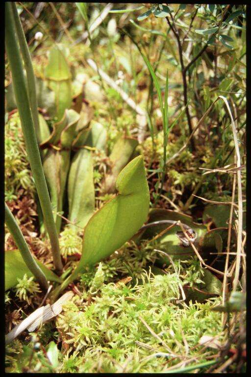 Image of purple pitcherplant