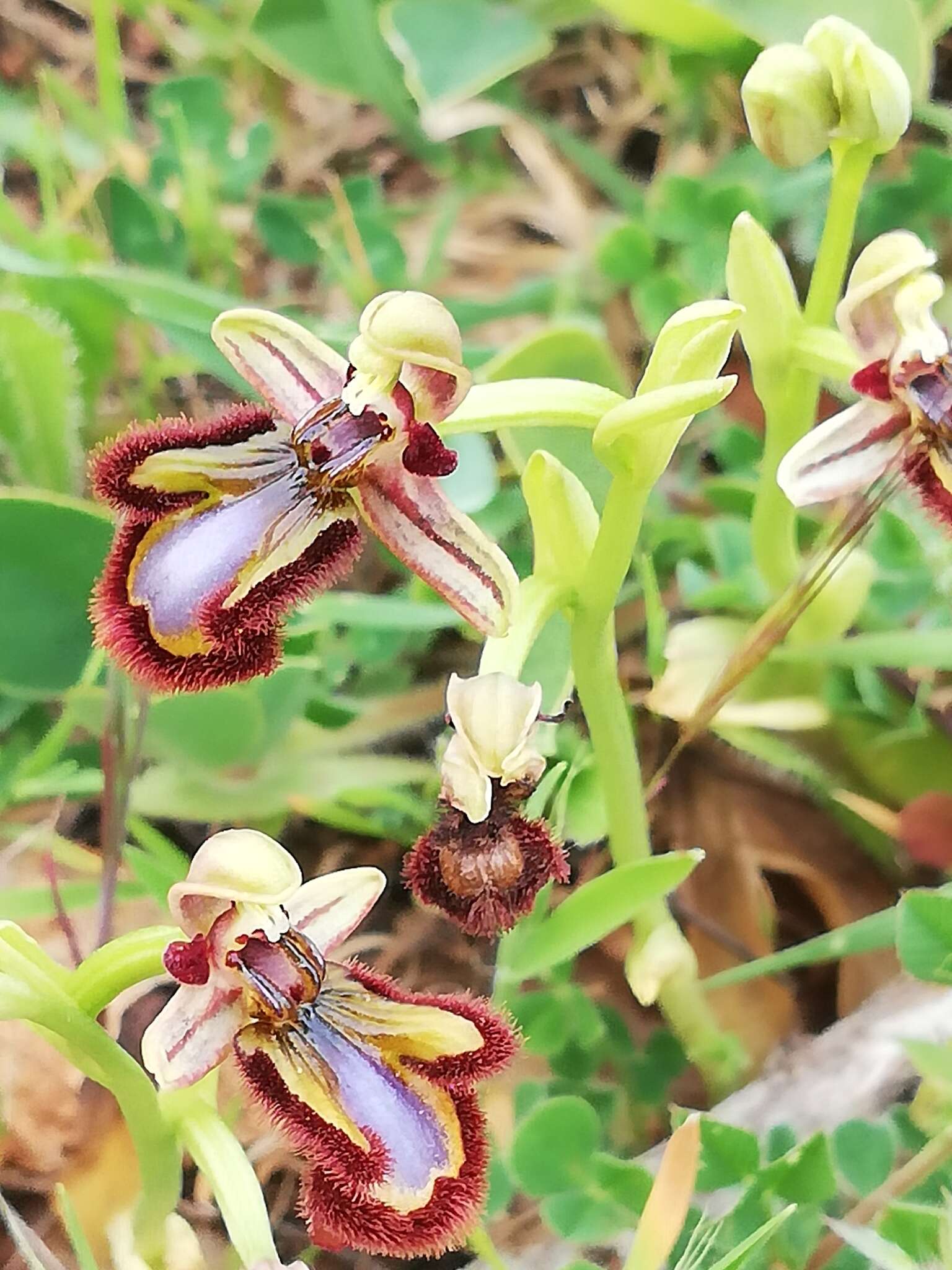 Image of Ophrys speculum subsp. speculum